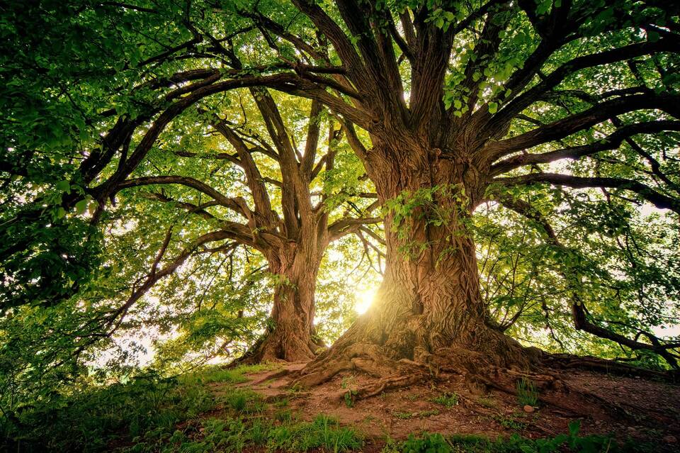 Deux arbres éclairés par le Soleil